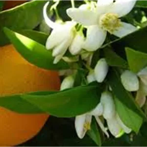 پرتقال کوهی ارگانیک (مناسب برای آبگیری)