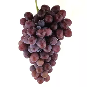 انگور کندری ارگانیک