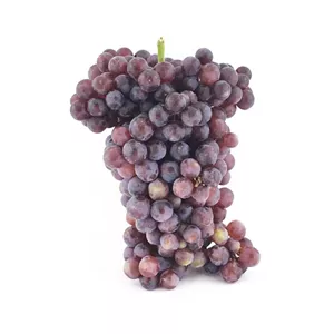 انگور یاقوتی ارگانیک