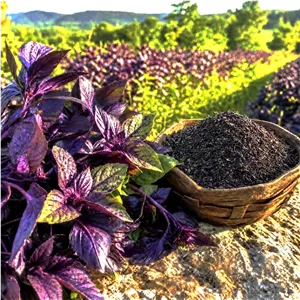 ریحان بنفش صادراتی «حاج حبیب» ۵۰گرم