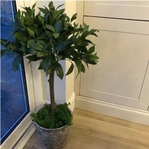 سفارش برگ بو برای استفاده در مراکز آموزشی