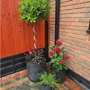 برگ بو برای دکوراسیون فضاهای رستورانی