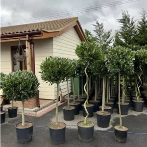 سفارش برگ بو برای طراحی روف گاردن