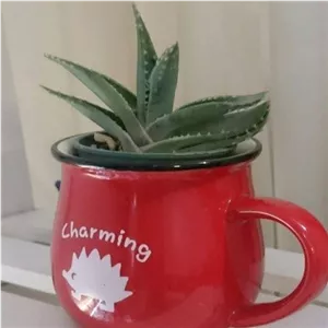 خرید گیاه آلوئه ورا برای فضای سبز داخل مراکز خرید