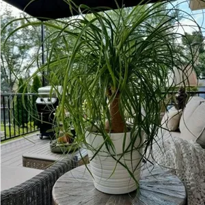 گیاه لیندا به عنوان هدیه‌ای مناسب برای دوستان و خانواده