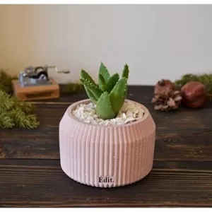 خرید گیاه آلوئه ورا برای اتاق خواب