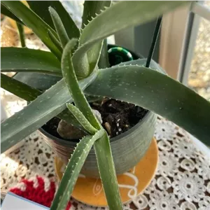 خرید گیاه آلوئه ورا برای استفاده در دفاتر مهندسی