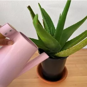 خرید گیاه آلوئه ورا برای فضاهای توریستی