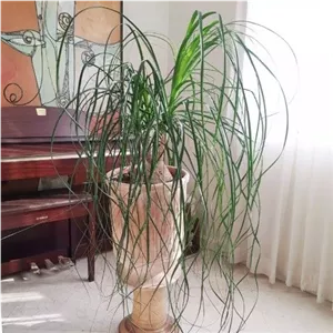 گیاه لیندا مناسب برای فضاهای مرطوب و گرم