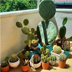 خرید اینترنتی کاکتوس برای تزئین حمام نورگیر
