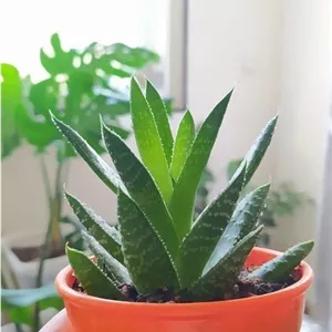 خرید گیاه آلوئه ورا برای استفاده در باغچه
