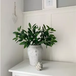 خرید برگ بو برای دکوراسیون داخلی خانه