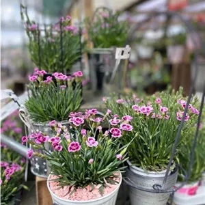خرید میخک برای گلدان‌های دیواری و آویز