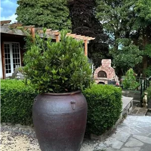 سفارش برگ بو برای زیباسازی فضای جلوی درب خانه