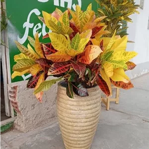 گیاه کروتون برای محیط‌های کوچک
