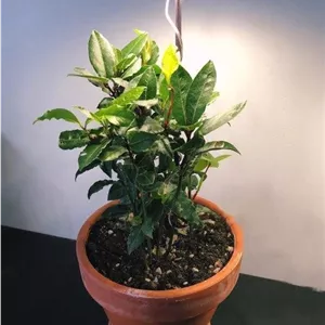 برگ بو مناسب برای طراحی فضای سبز