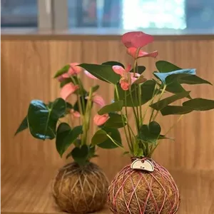 گیاه کوکداما توپ خزه برای زیباسازی دیوارهای داخلی