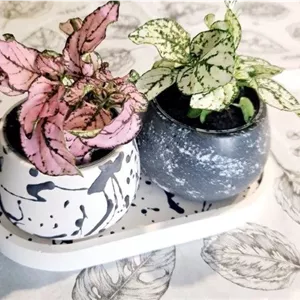 گل سنگ مناسب برای استفاده در فضای سبز بیمارستان