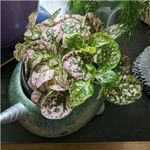 گل سنگ مناسب برای استفاده در دکوراسیون سالن زیبایی
