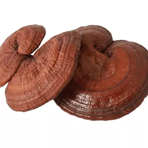 قارچ گانودرما قرمز بسته بندی 500 گرمی
