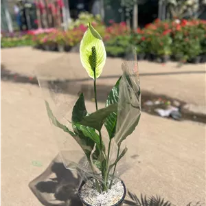 گل طبیعی اسپاتی فیلوم