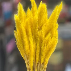 گل خشک دم روباهی زرد
