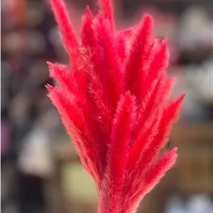 گل خشک دم روباهی صورتی