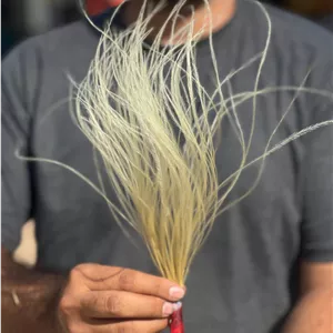 گل ریش بابا رنگ کرم