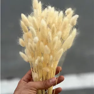 گل خشک دکوری دم خرگوشی رنگ کرم سایز بزرگ