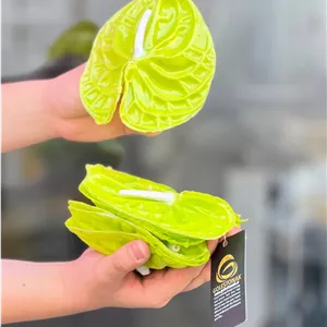 آنتوریوم(انتوریوم) ژله ای رنگ سبز 5عددی