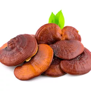 قارچ گانودرما