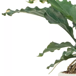 گیاه آنتوریوم Anthurium