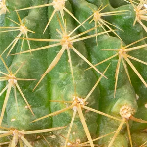 کاکتوس آچینو Ferocactus glaucescens