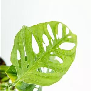 گیاه مانسترا آدانسونی