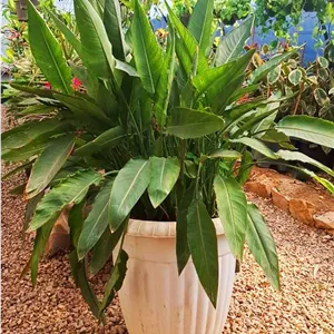 گیاه آپارتمانی پرنده بهشتی غول پیکر ( 170 سانتی متری )