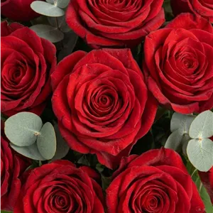 دسته گل رز قرمز هلندی 20 عددی