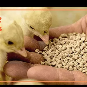 غذای جوجه مرغ و خروس پلت مخصوص ماه مناسب جوجه تا 3 ماهه