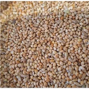 غذای عروس هلندی و طوطی سانان - ارزن کتان مخلوط - ارزن بیرجندی و کتان اردبیلی - یک کیلویی