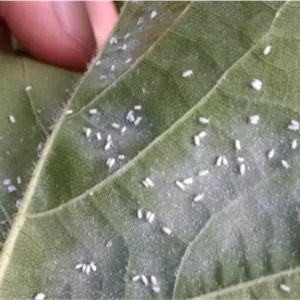 حشره‌کش بوپروفزین ۴۰% SC آریاشیمی