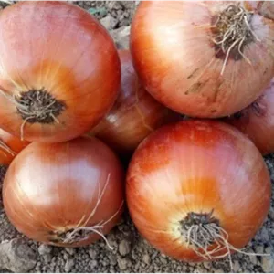 علف‌کش آیوکسینیل ۲۲.۵% EC آریاشیمی