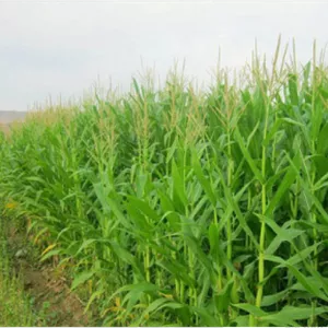 علف‌کش استوکلر ۵۰% EC آریاشیمی