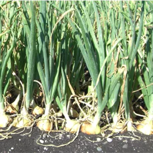 علف‌کش اکسی فلورفن ۲۴% EC آریاشیمی