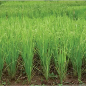 علف‌کش اگزادیازون ۱۲% EC آریاشیمی