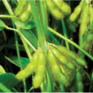 علف‌کش ایمازتاپیر ۱۰% SL آریاشیمی (همراه با سورفکتانت)