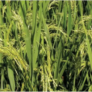 علف‌کش بن سولفورون متیل ۶۰٪ DF آریاشیمی