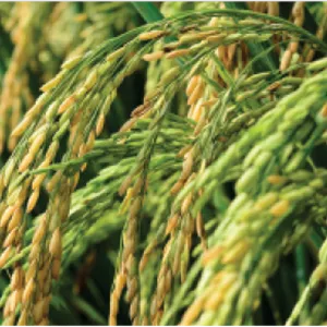 علف‌کش بنتازون ۴۸% SL آریاشیمی