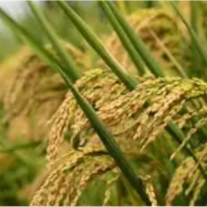 علف‌کش بیس پیریباک سدیم ۴۰% SC آریاشیمی