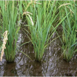 علف‌کش پرتیلاکلر ۵۰% EC آریاشیمی