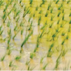 علف‌کش پندی متالین ۳۳% EC آریاشیمی