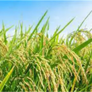 علف‌کش پنوکسولام ۲۴% SC آریاشیمی